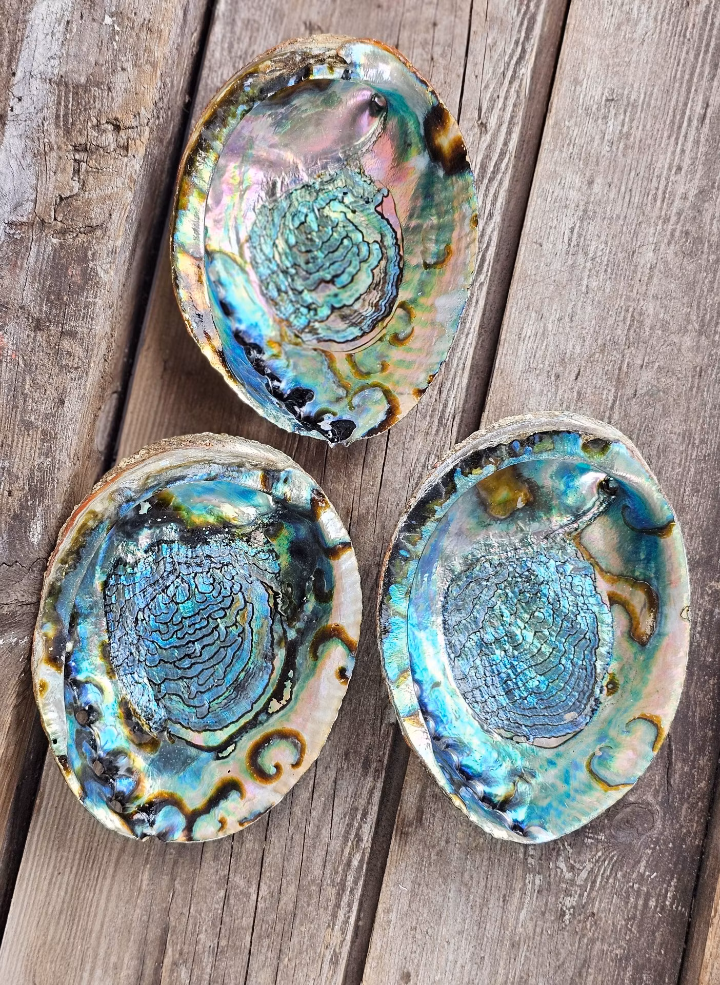 Paua Abalone snäcka, extra stor