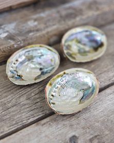 Paua Abalone snäcka, liten