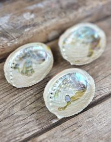 Paua Abalone snäcka, mini