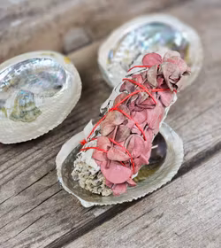 Paua Abalone snäcka, mini