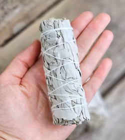 Vit Salvia