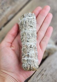 Blå Salvia (Shasta Sage)