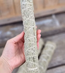 Blå Salvia, extra stor (Shasta Sage)