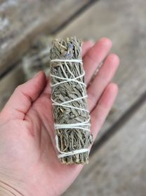 Lavendel, bunt