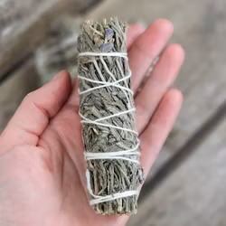 Lavendel, bunt