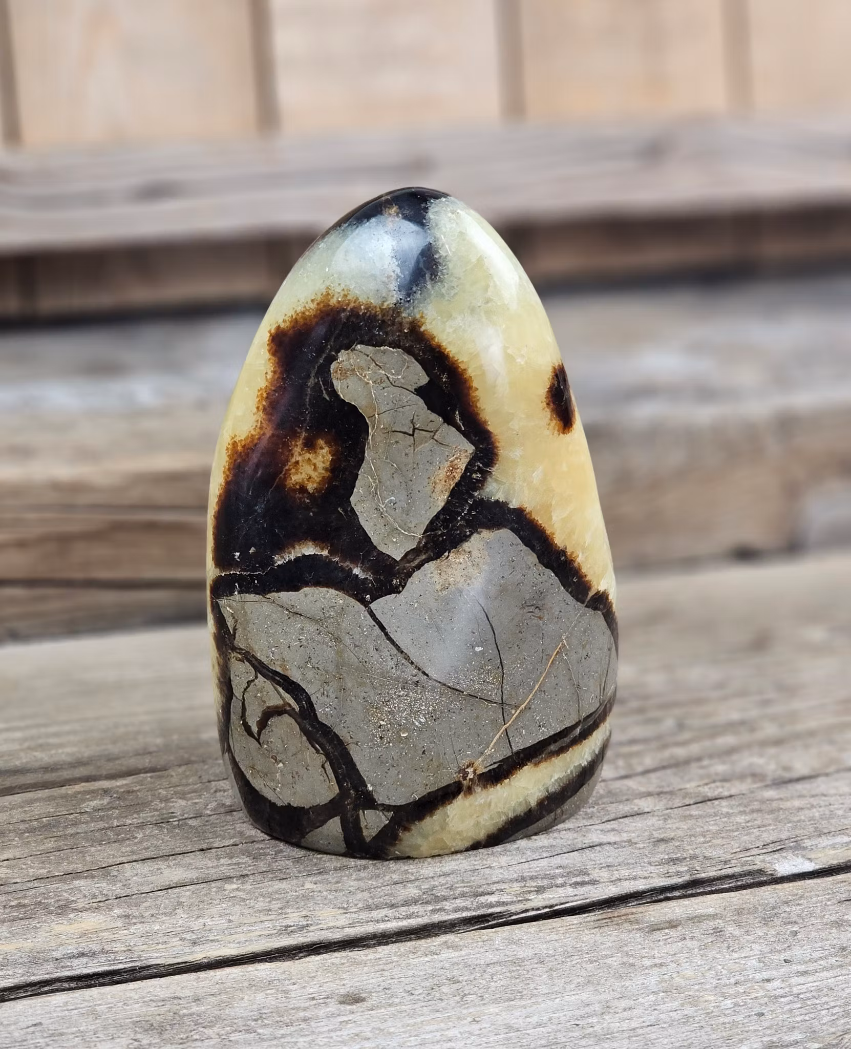 Septarian (Draksten), polerad kristall stående friform