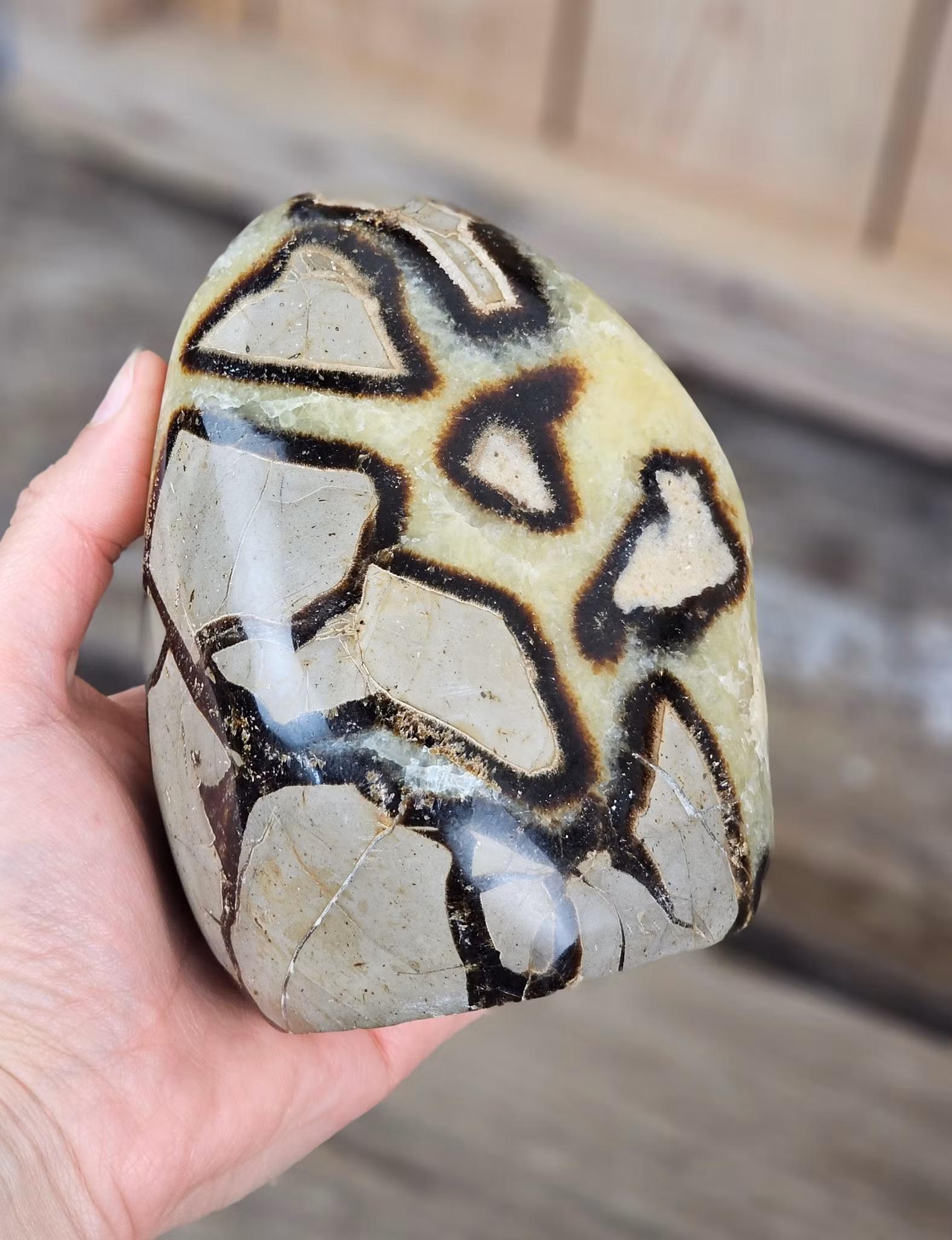 Septarian (Draksten), polerad kristall stående friform