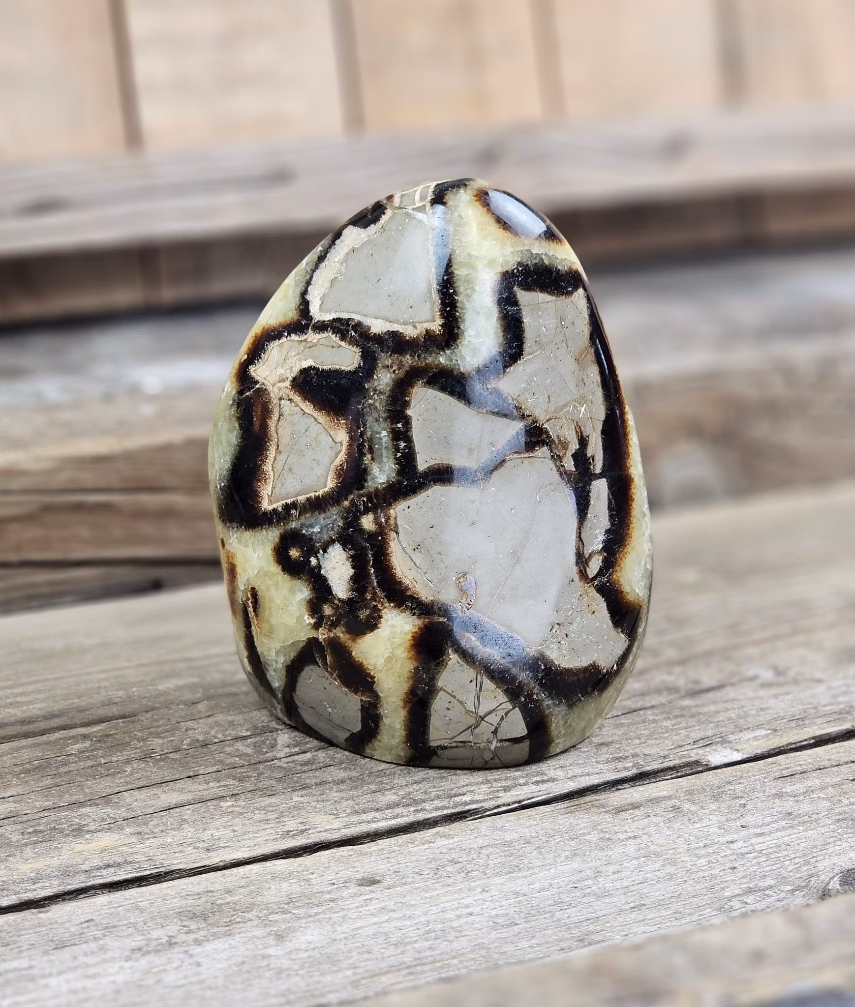 Septarian (Draksten), polerad kristall stående friform
