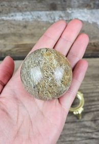 Fossiljaspis, klot #1