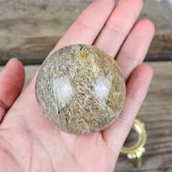 Fossiljaspis, klot #1