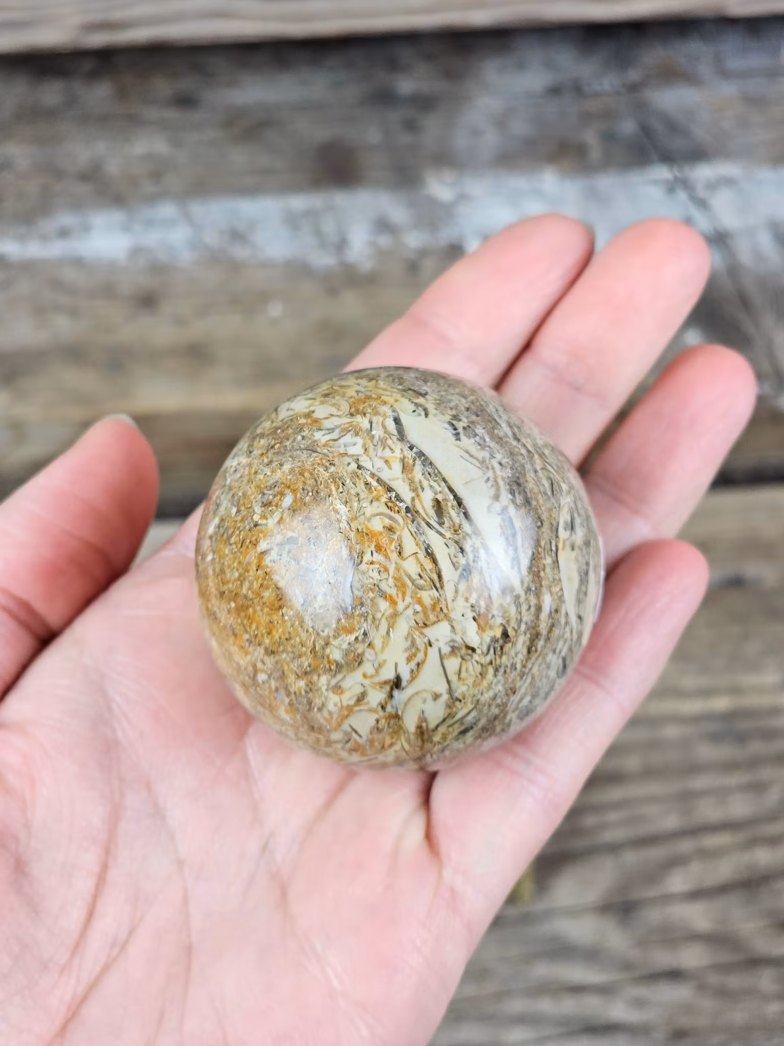 Fossiljaspis, klot