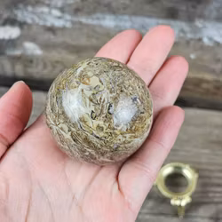 Fossiljaspis, klot #4