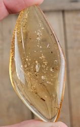 Copal med insekter #7