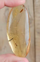 Copal med insekter #11