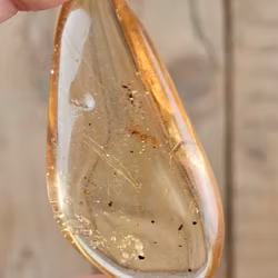 Copal med insekter #14