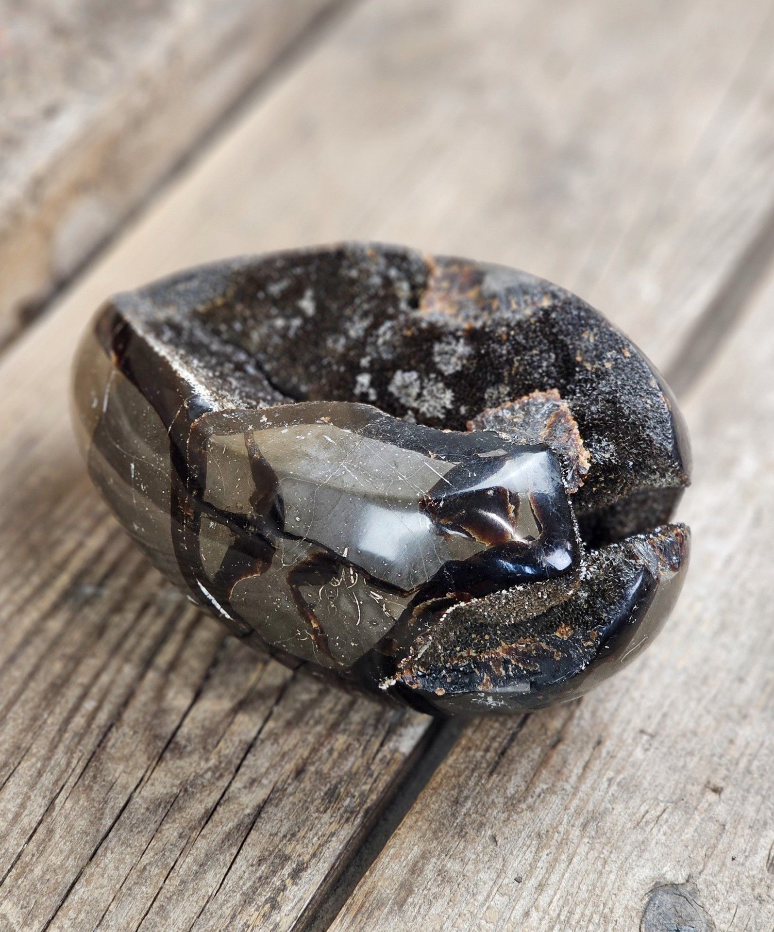 Septarian (Draksten) Ägg, XL polerad