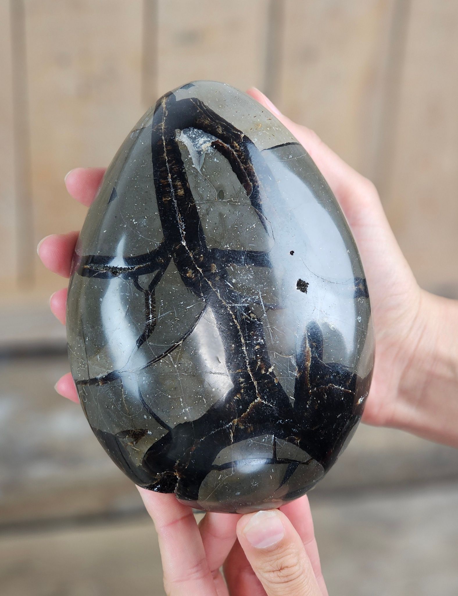 Septarian (Draksten) Ägg, XL polerad