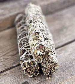 Yerba Santa (Helig ört), extra stor