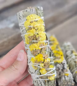 Vit Salvia med gula blommor