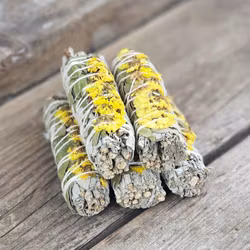 Vit Salvia med gula blommor