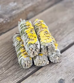 Vit Salvia med gula blommor