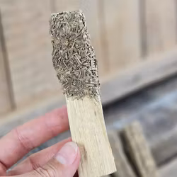 Palo Santo (Heligt trä), smudge med torkad Rosmarin