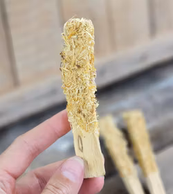 Palo Santo (Heligt trä), smudge med Ringblomma