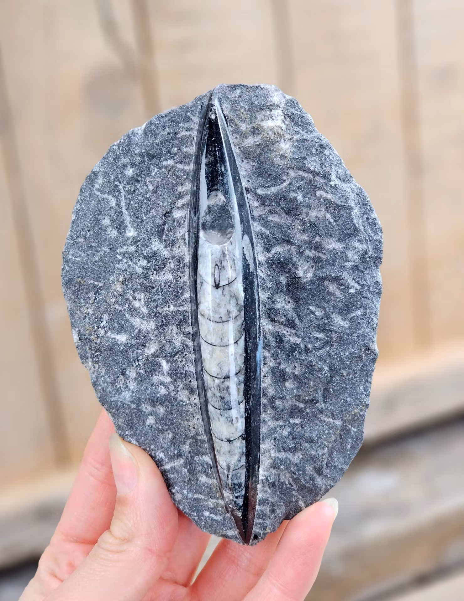 Ortoceratit fossil i matrix #1