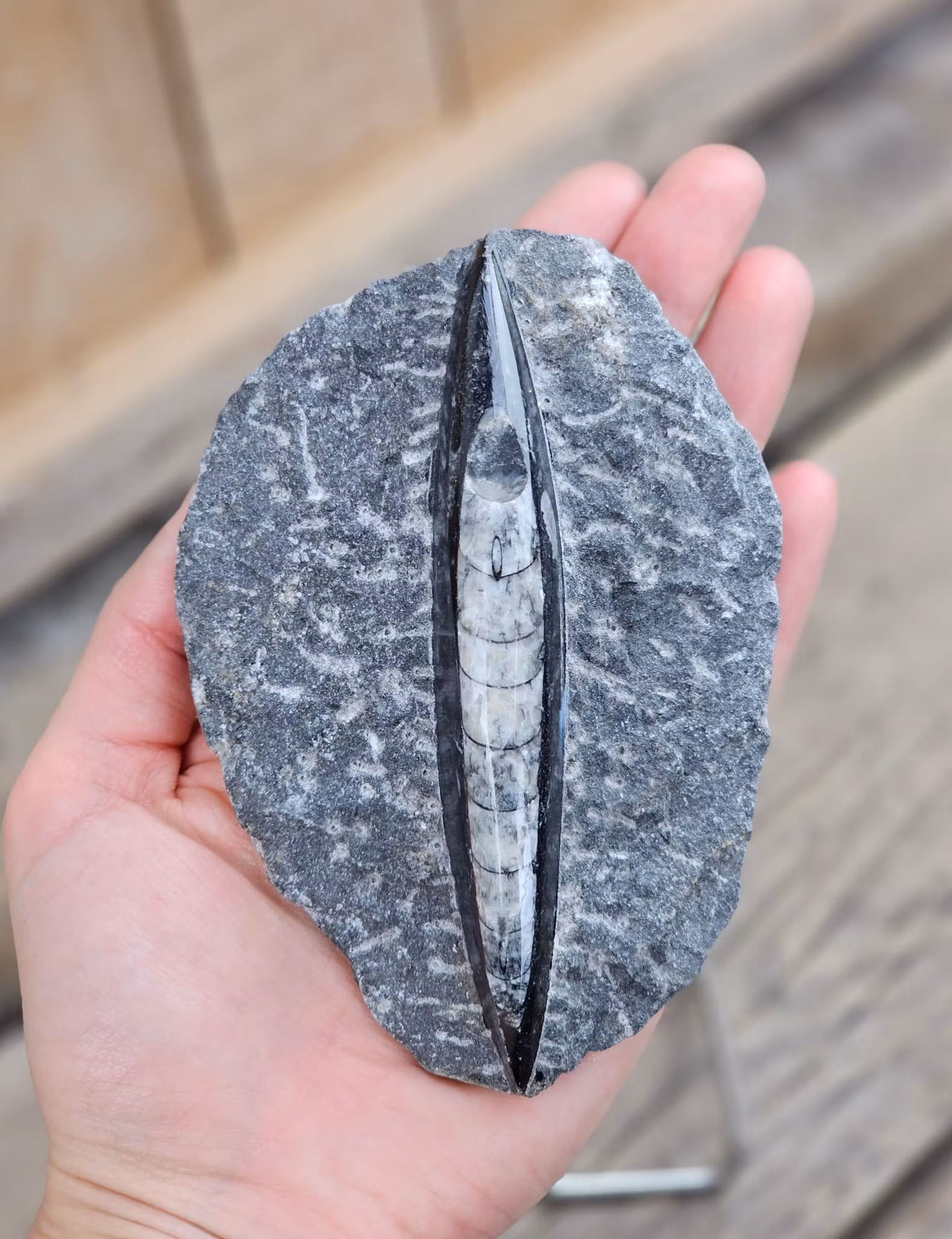 Ortoceratit fossil i matrix #1