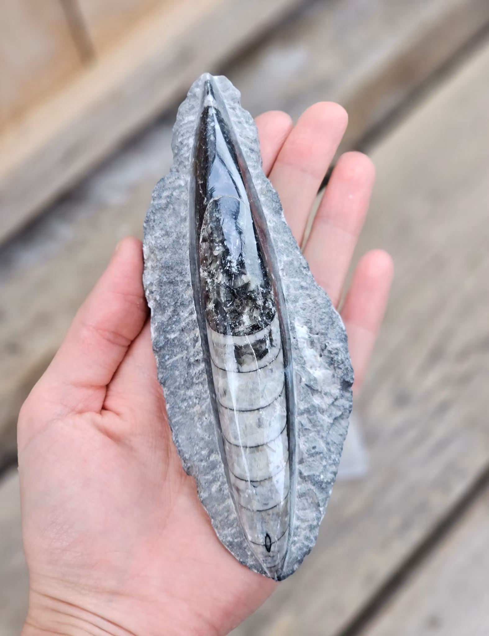 Ortoceratit fossil i matrix #4