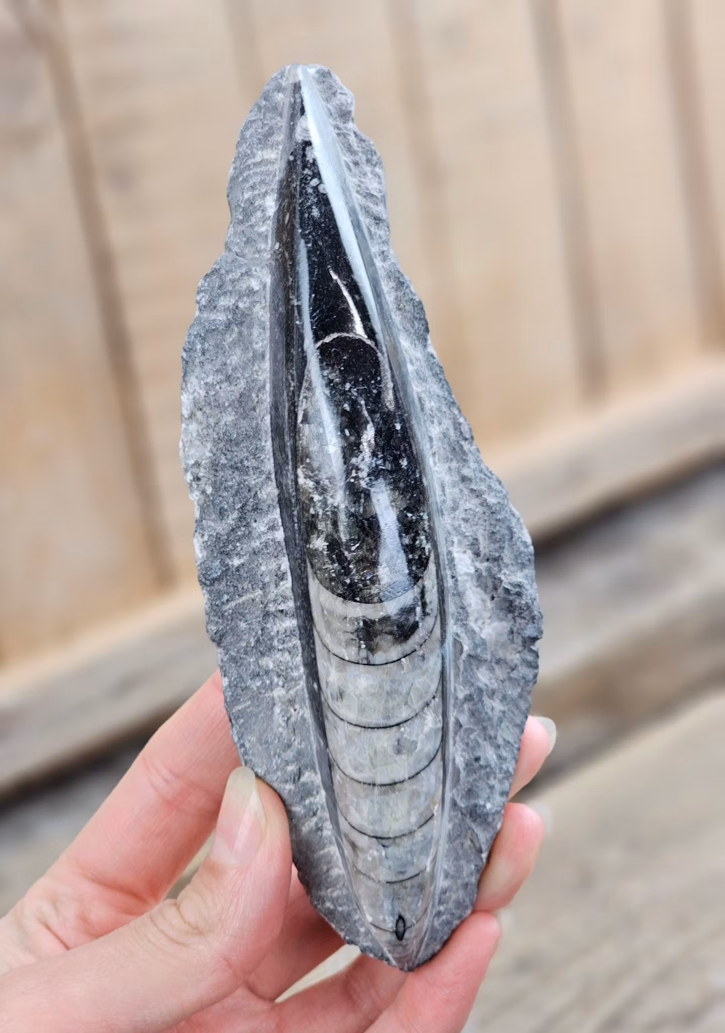 Ortoceratit fossil i matrix #4