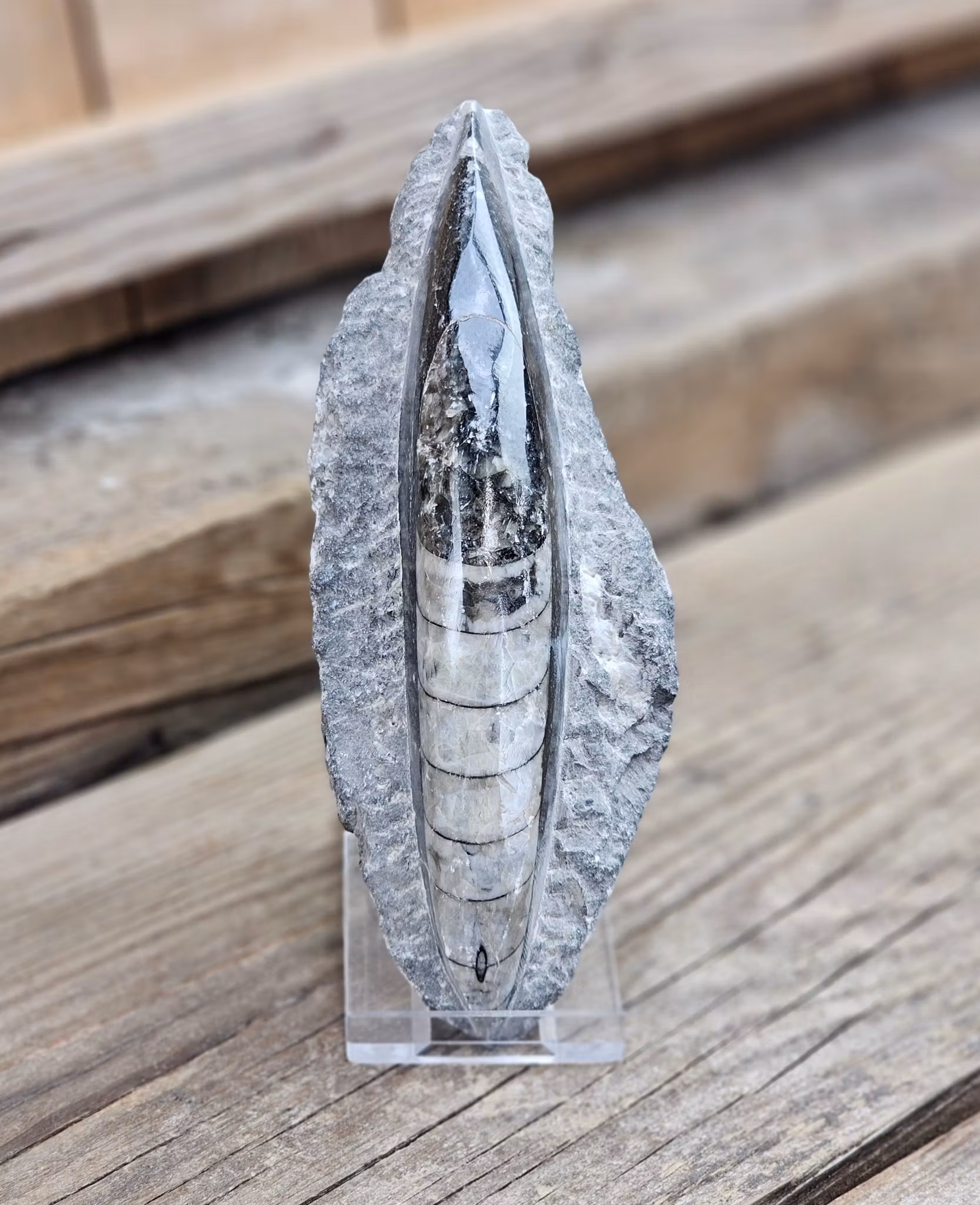 Ortoceratit fossil i matrix #4