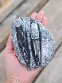 Ortoceratit fossil i matrix #5