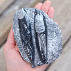 Ortoceratit fossil i matrix #5