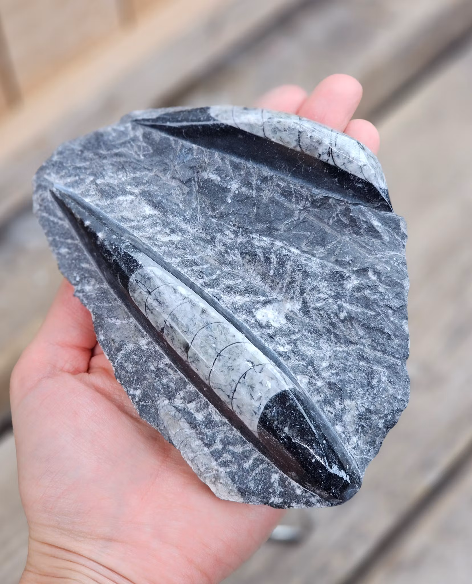 Ortoceratit fossil i matrix #7