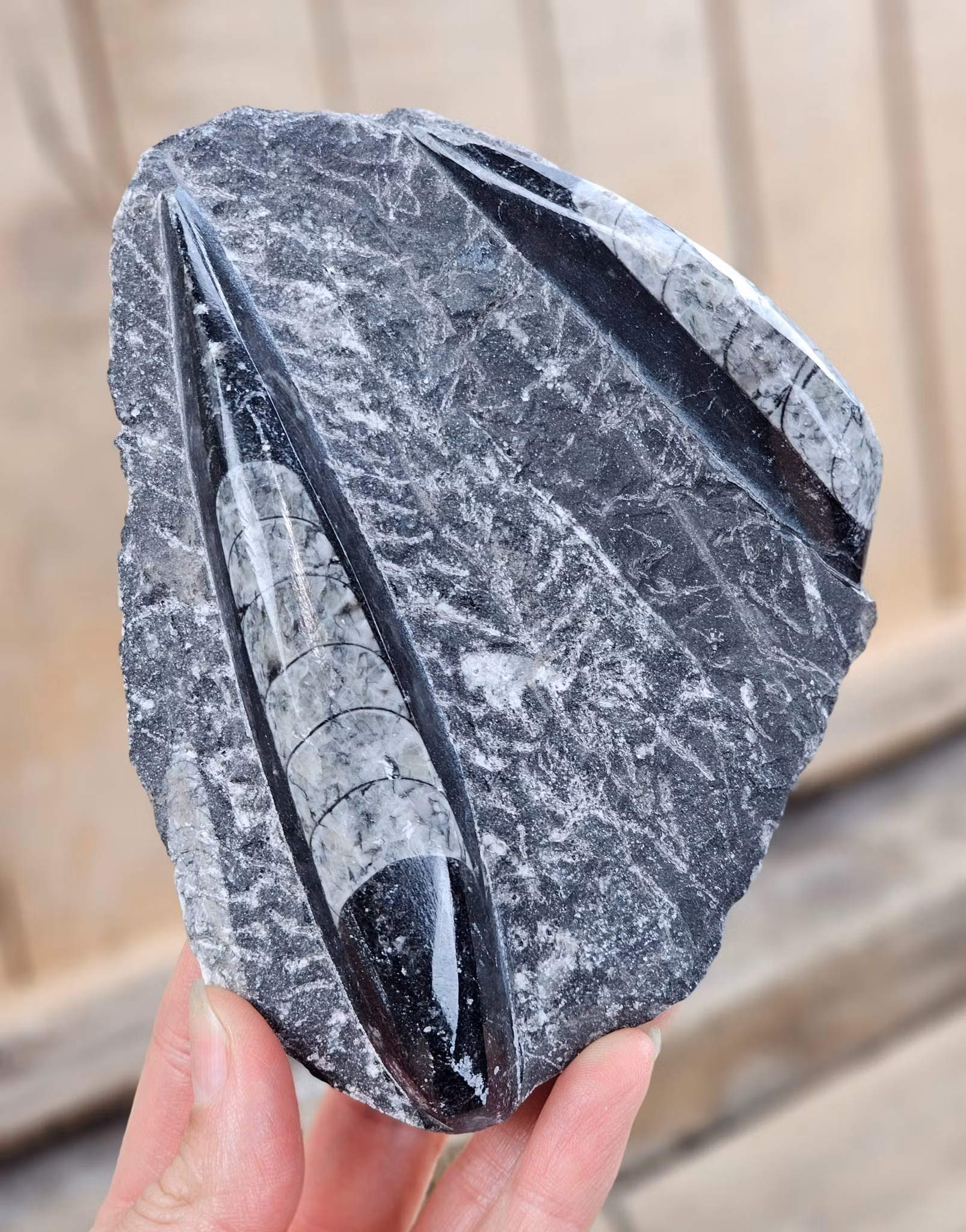 Ortoceratit fossil i matrix #7