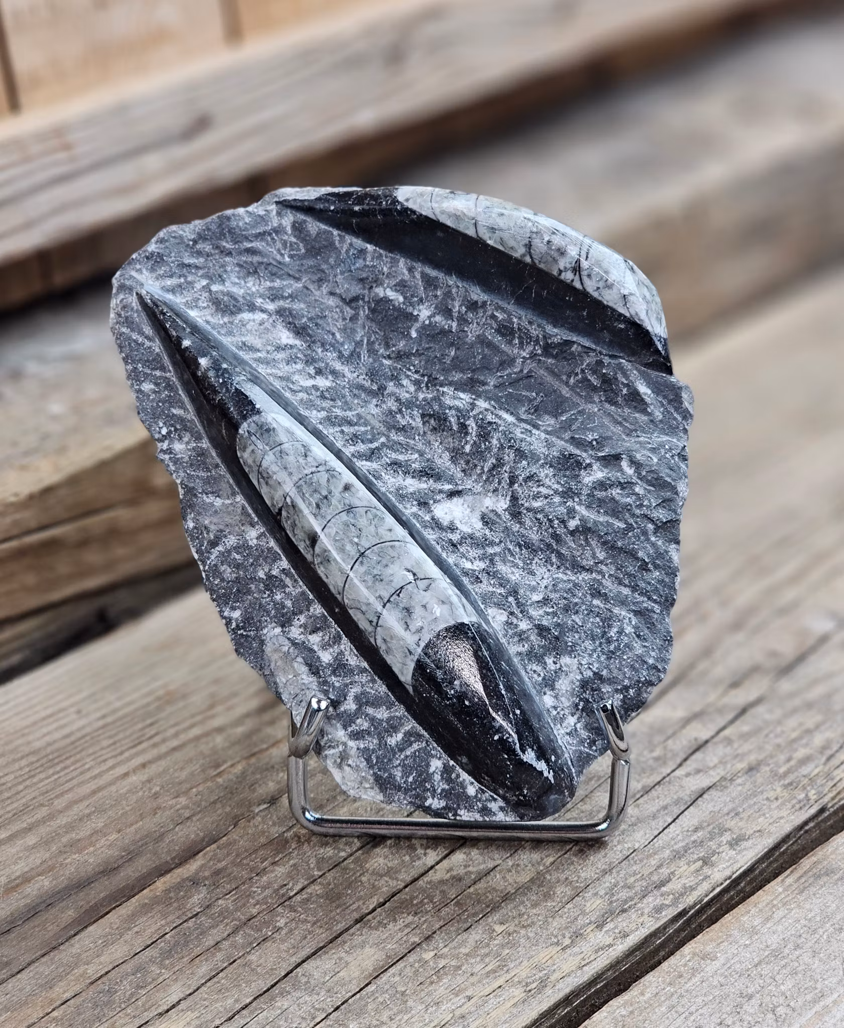 Ortoceratit fossil i matrix #7