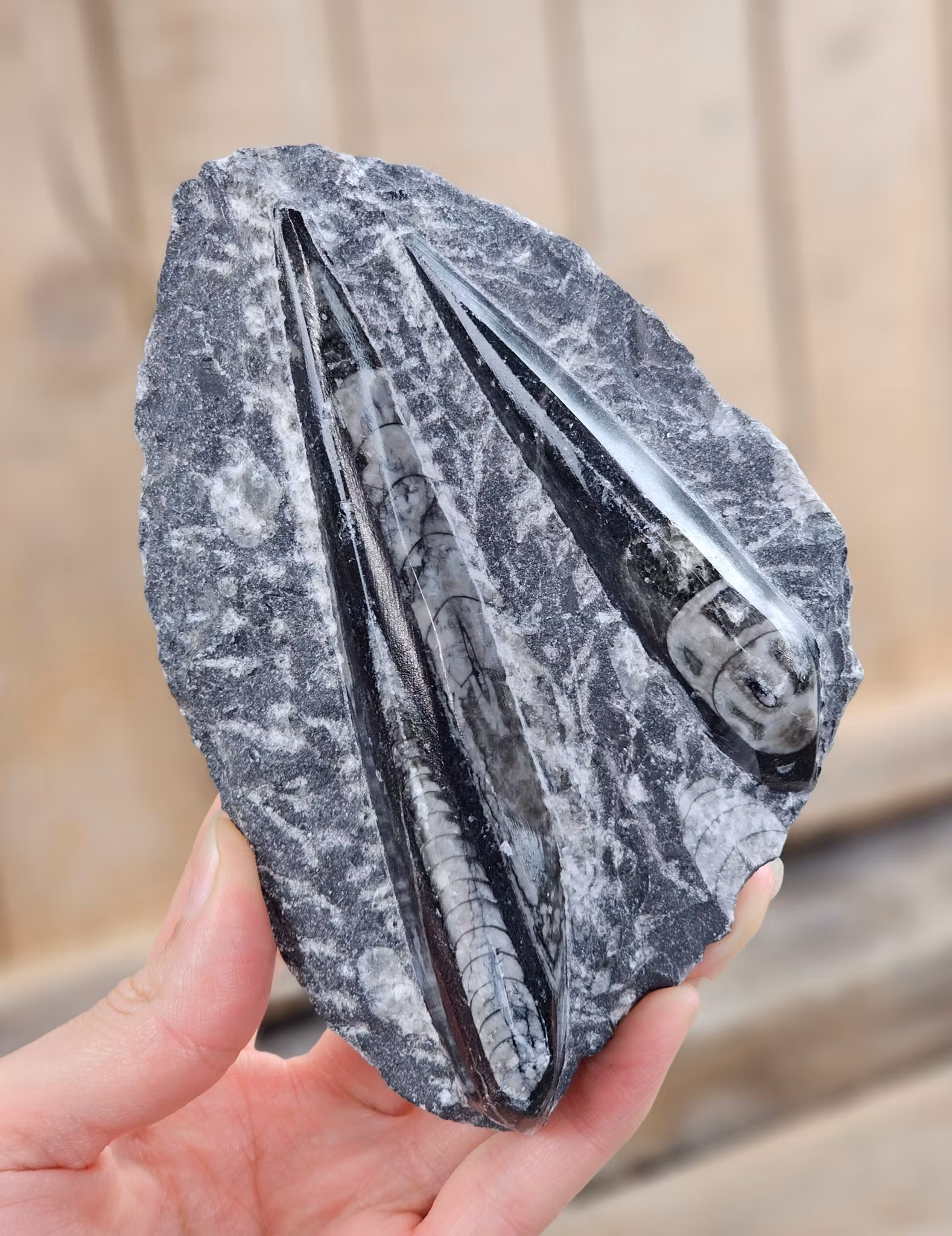 Ortoceratit fossil i matrix #9