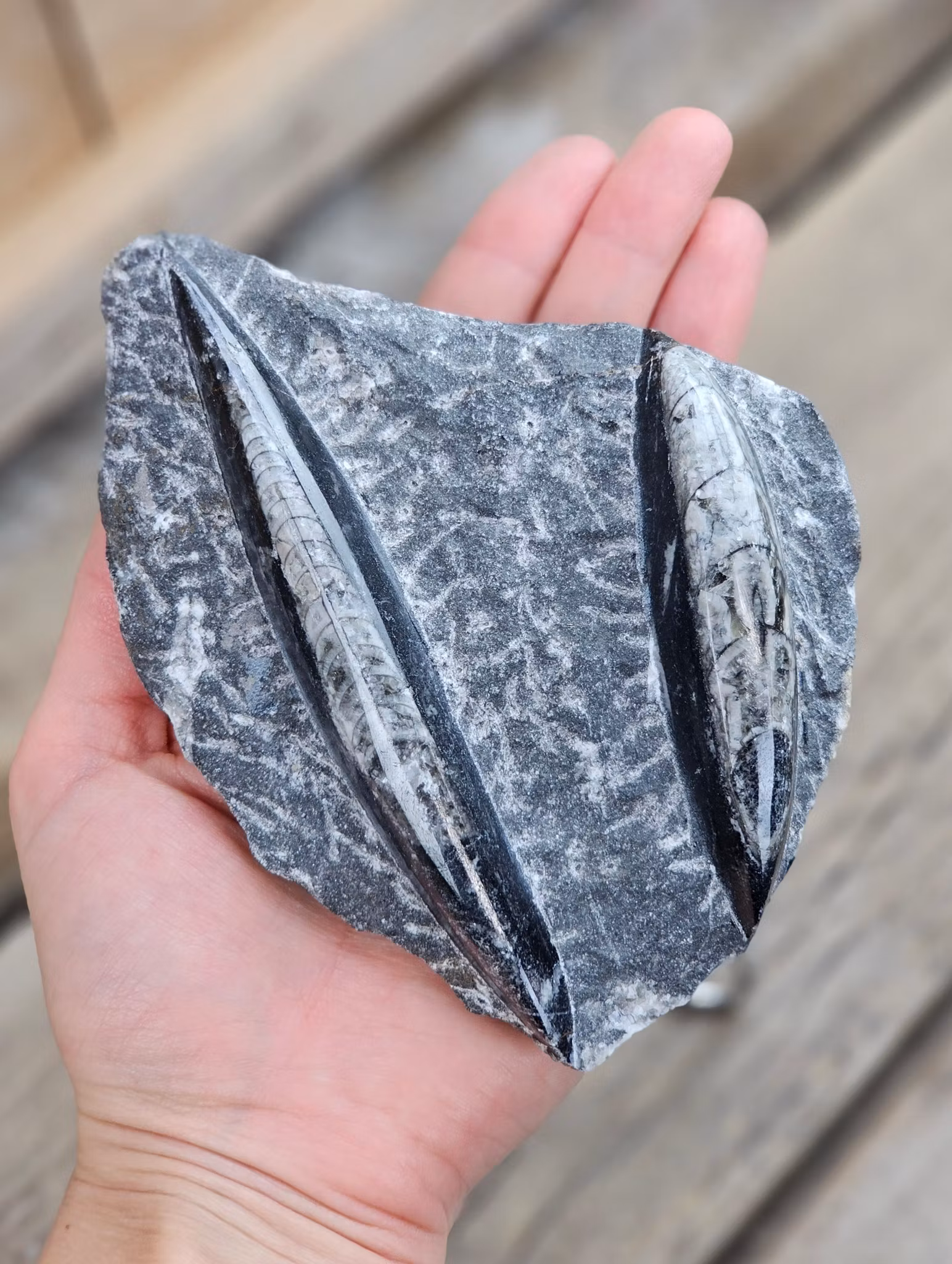 Ortoceratit fossil i matrix