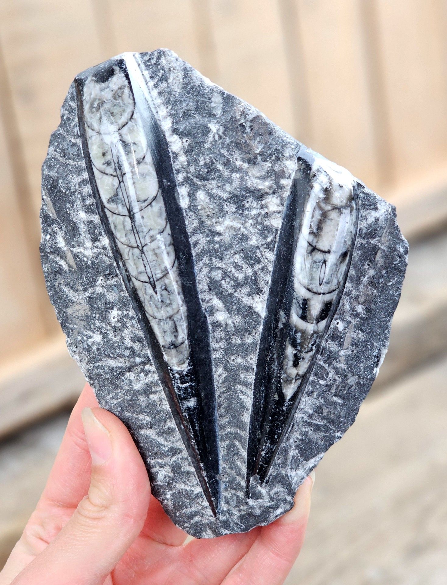 Ortoceratit fossil i matrix