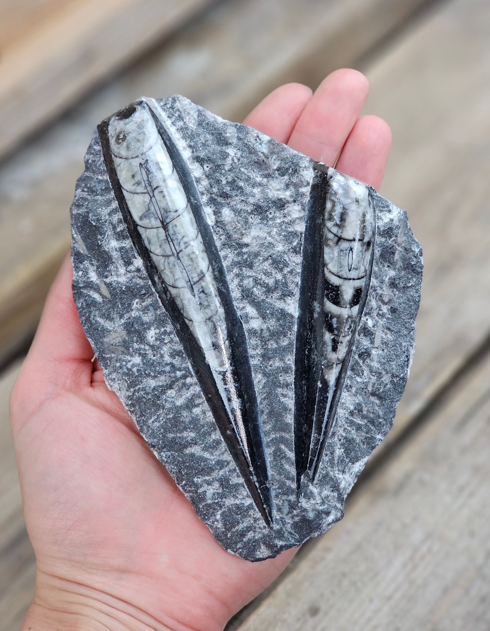Ortoceratit fossil i matrix