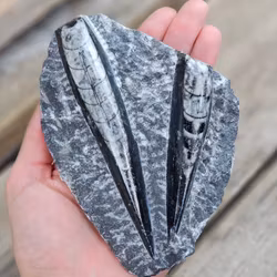 Ortoceratit fossil i matrix #13