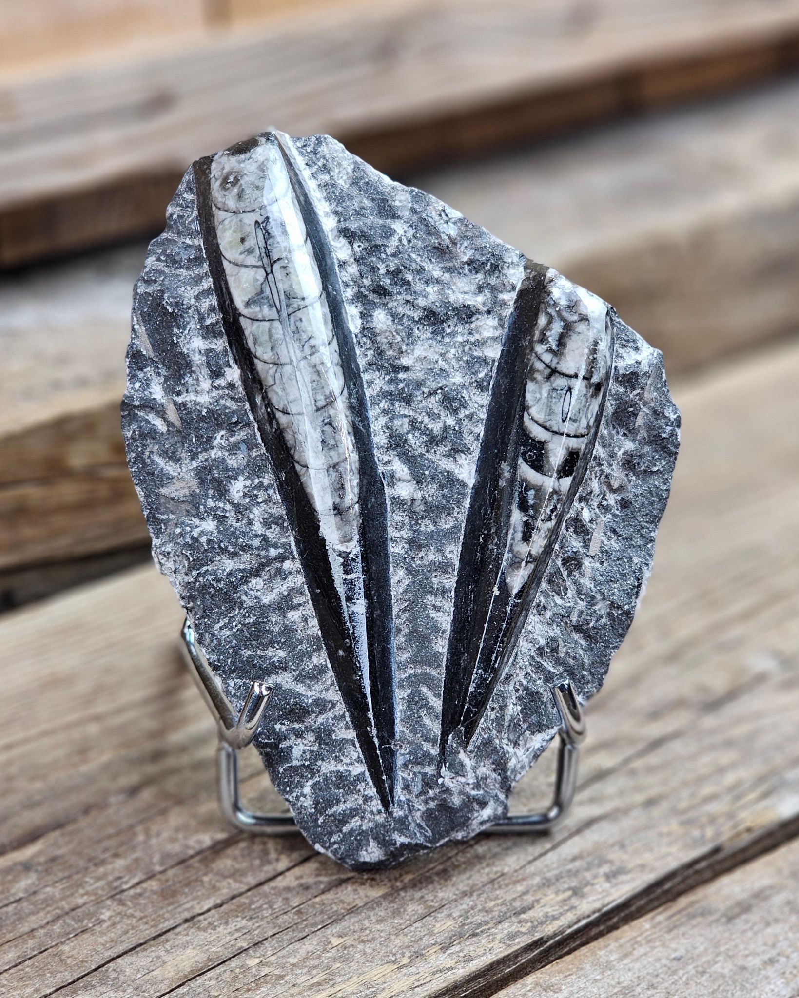 Ortoceratit fossil i matrix