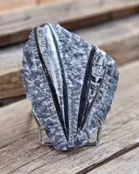 Ortoceratit fossil i matrix #13