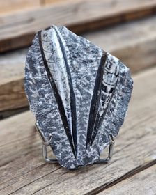 Ortoceratit fossil i matrix #13