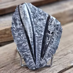 Ortoceratit fossil i matrix #13
