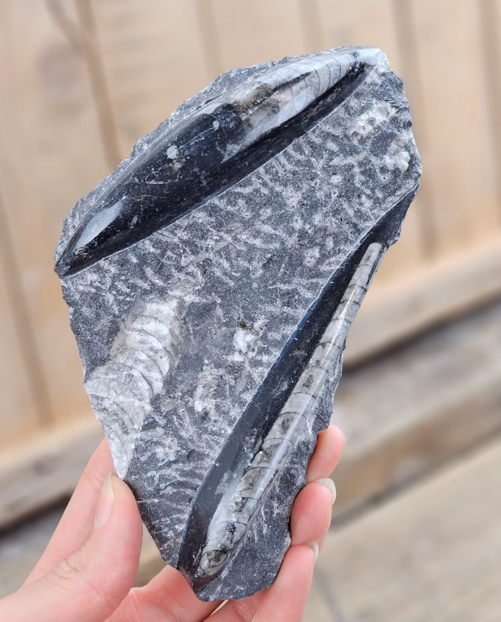Ortoceratit fossil i matrix