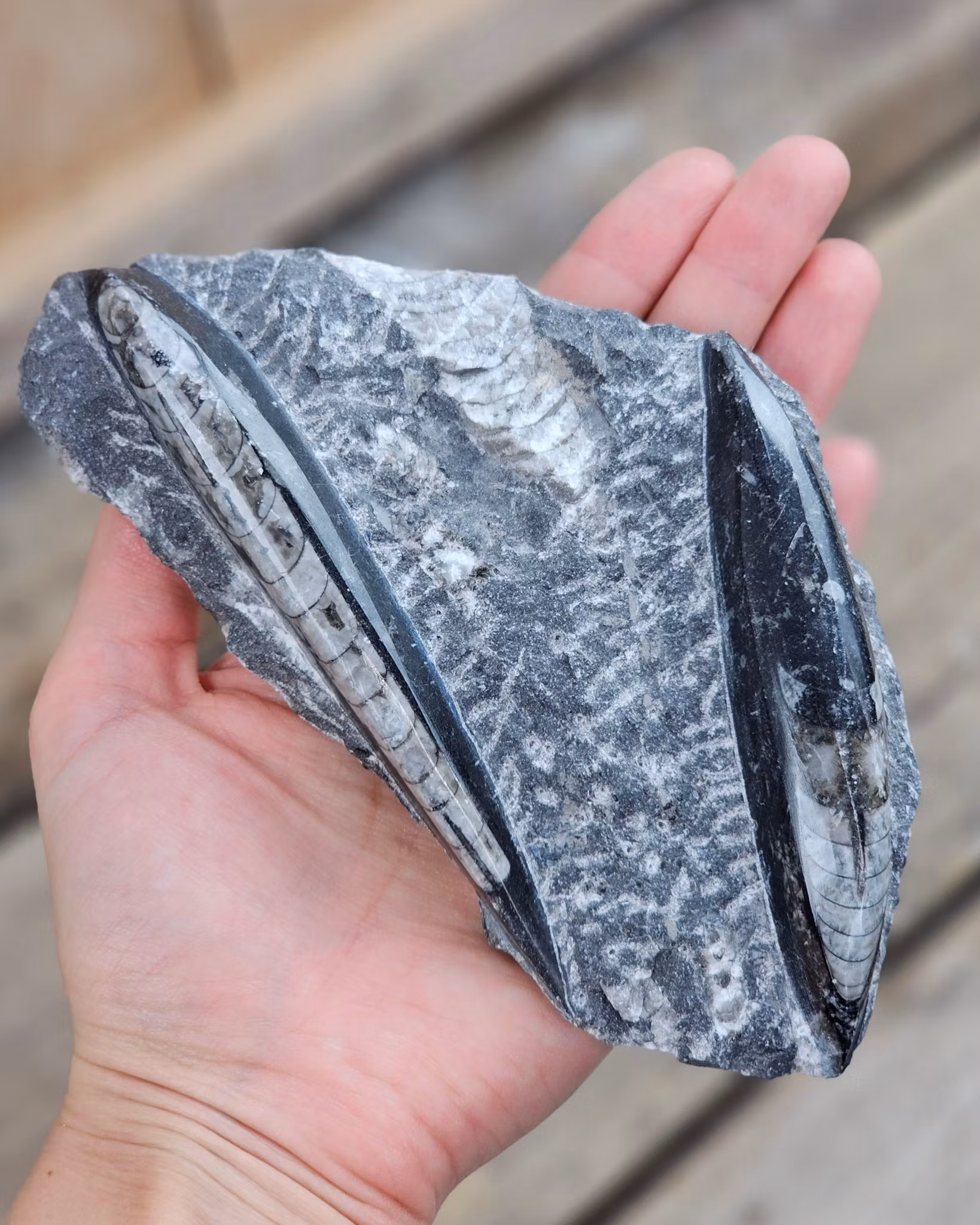 Ortoceratit fossil i matrix