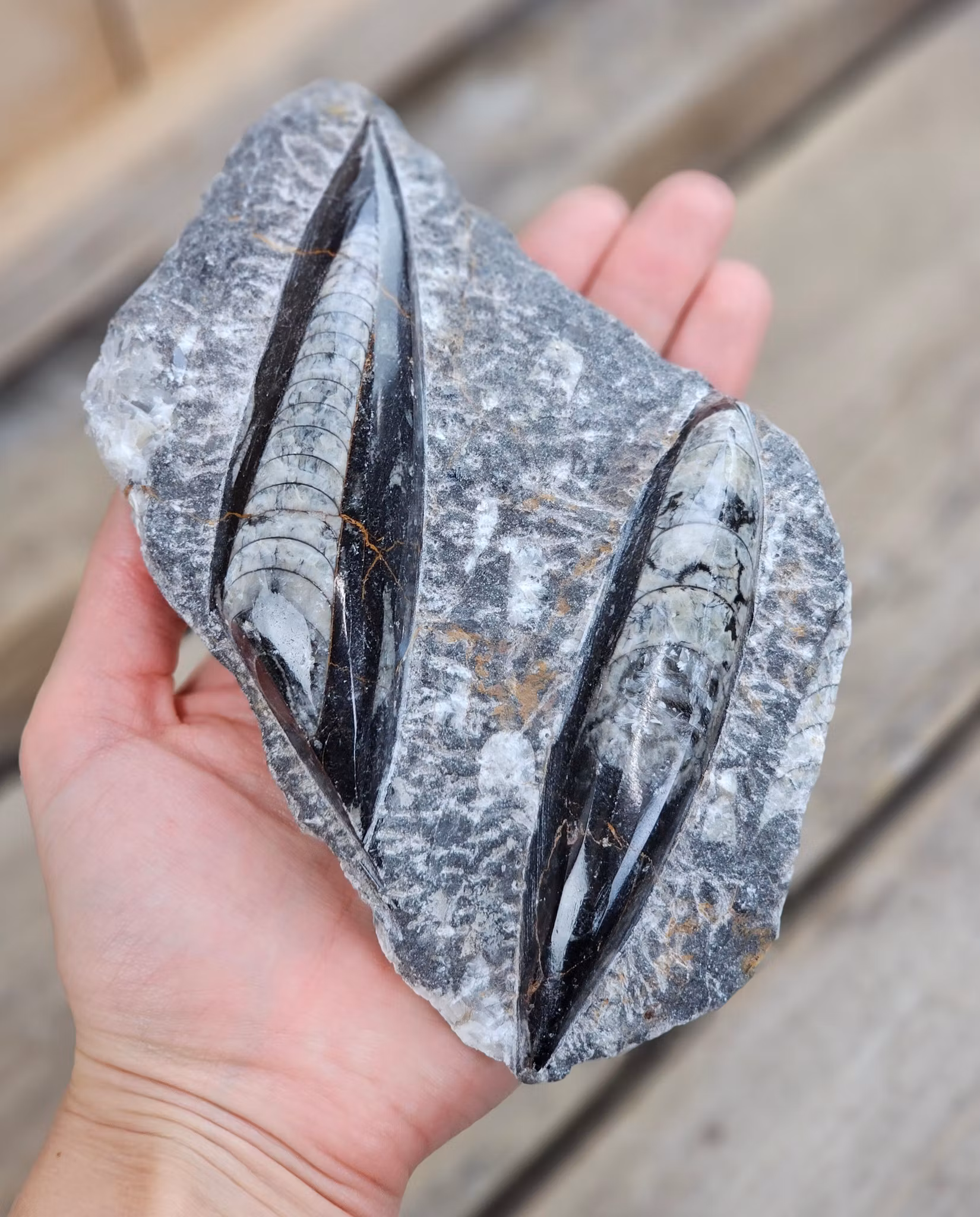 Ortoceratit fossil i matrix #17