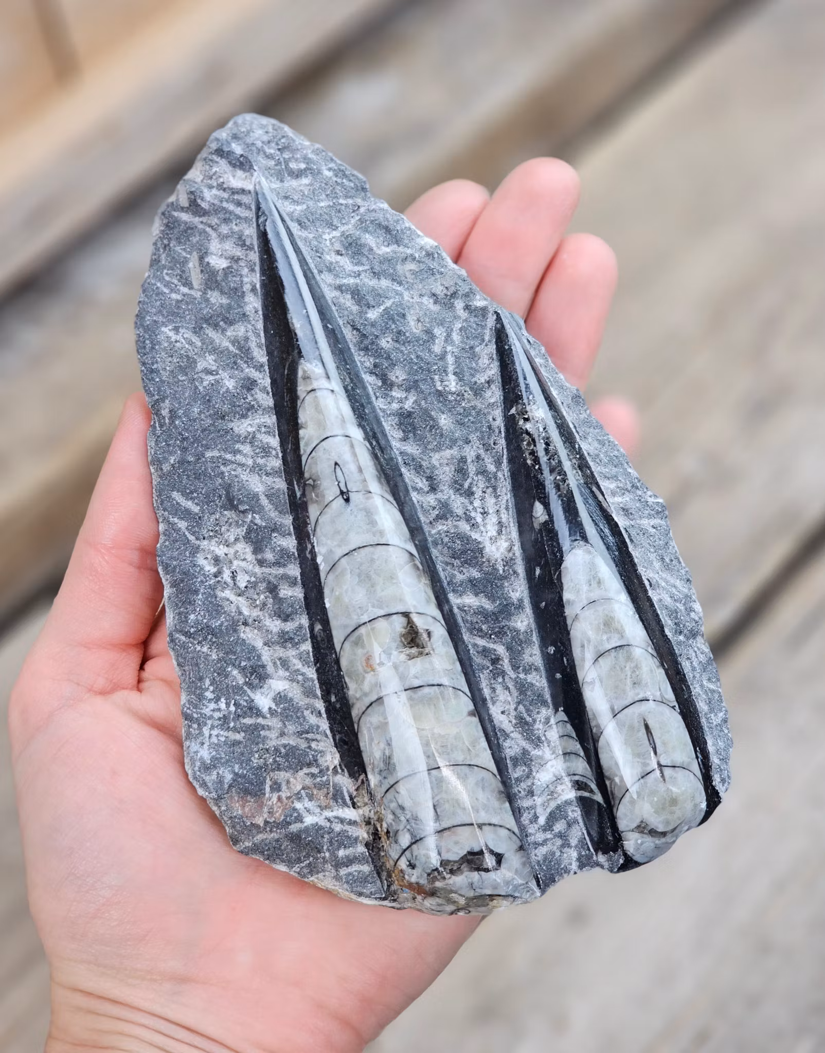 Ortoceratit fossil i matrix #18